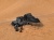 ����-����� Arcane Warrior ��� ������� LANDING Hardshell